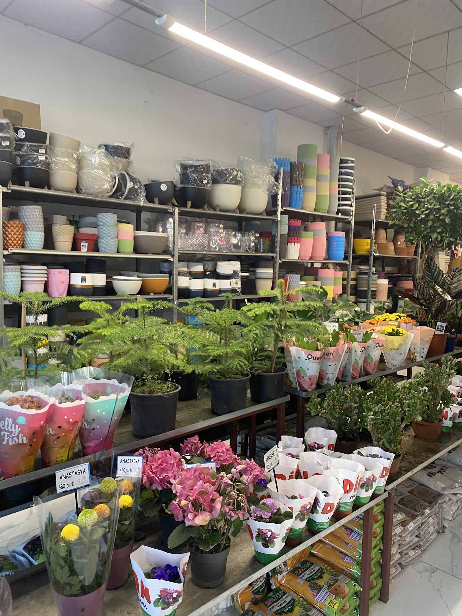 Sera Market süs bitkileri & çiçekçilik